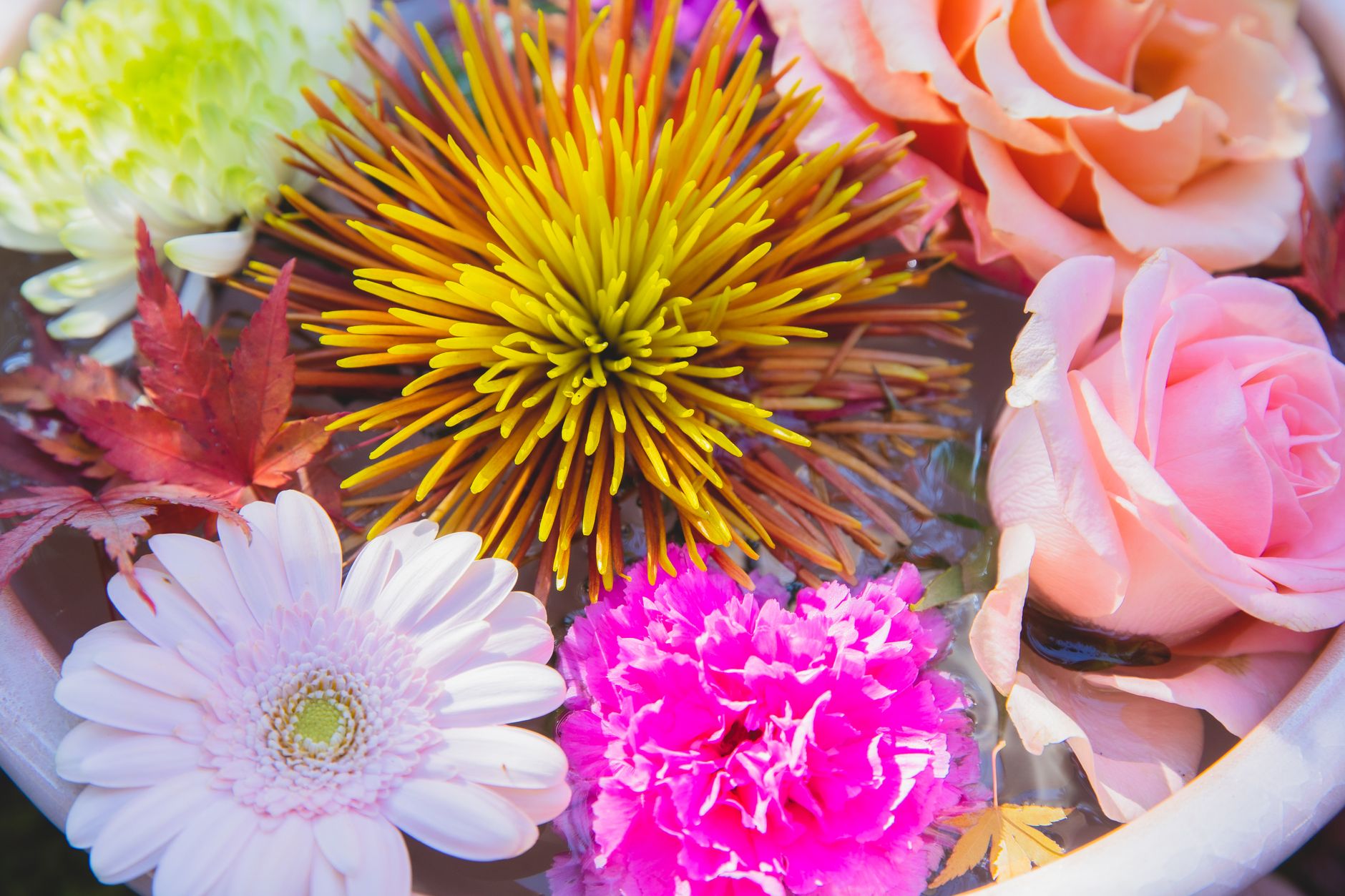 chrysanthemum tea – dried yellow flowers in a ceramic bowl
