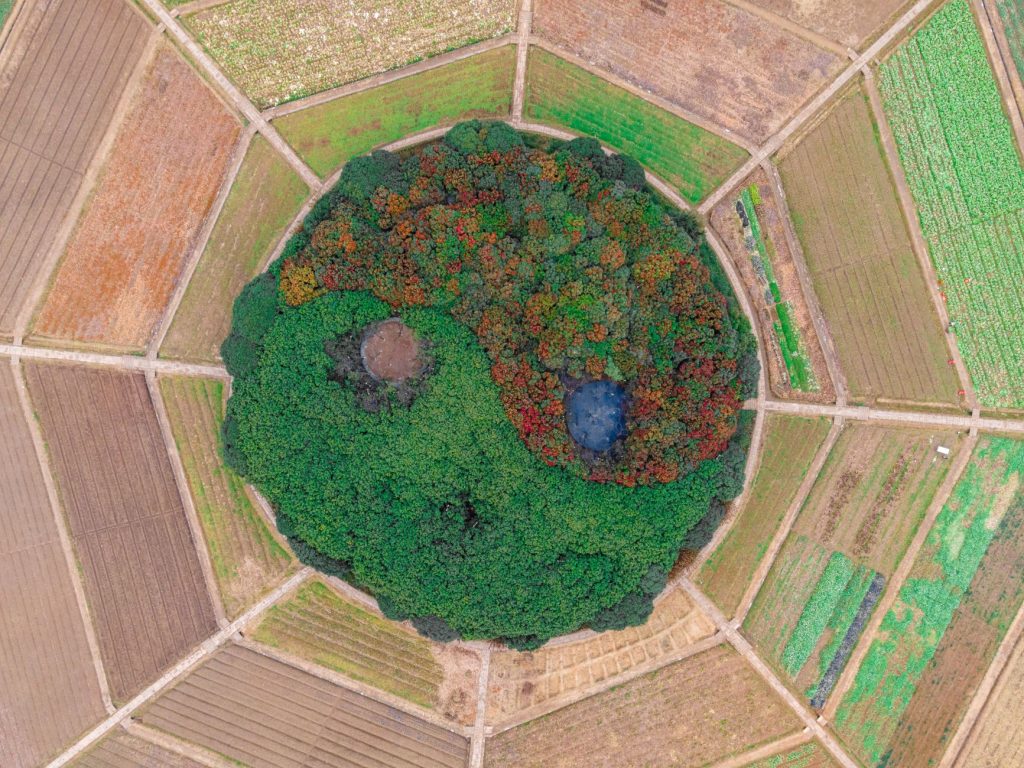 Yin and Yang – black and white symbol resting on mossy ground.