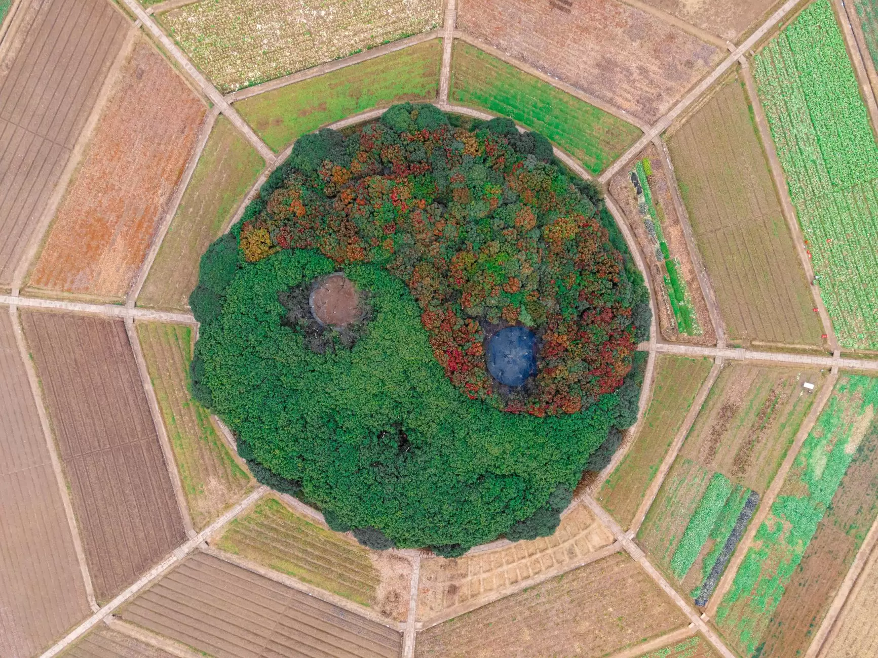 Yin and Yang – black and white symbol resting on mossy ground.