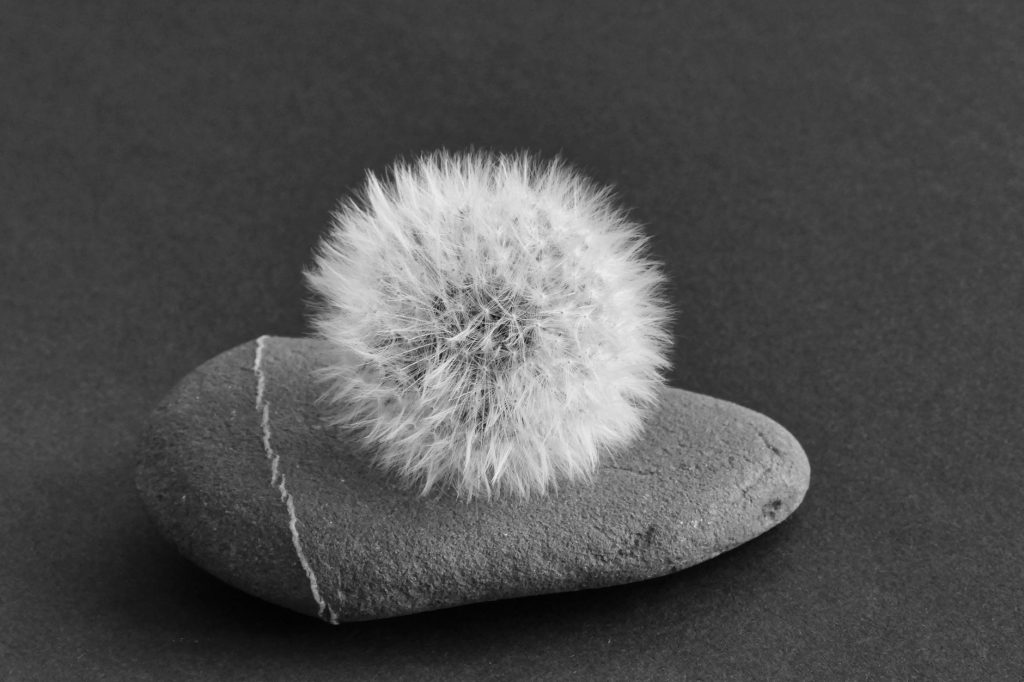 Yin and Yang TCM – Black and white yin yang symbol in nature.