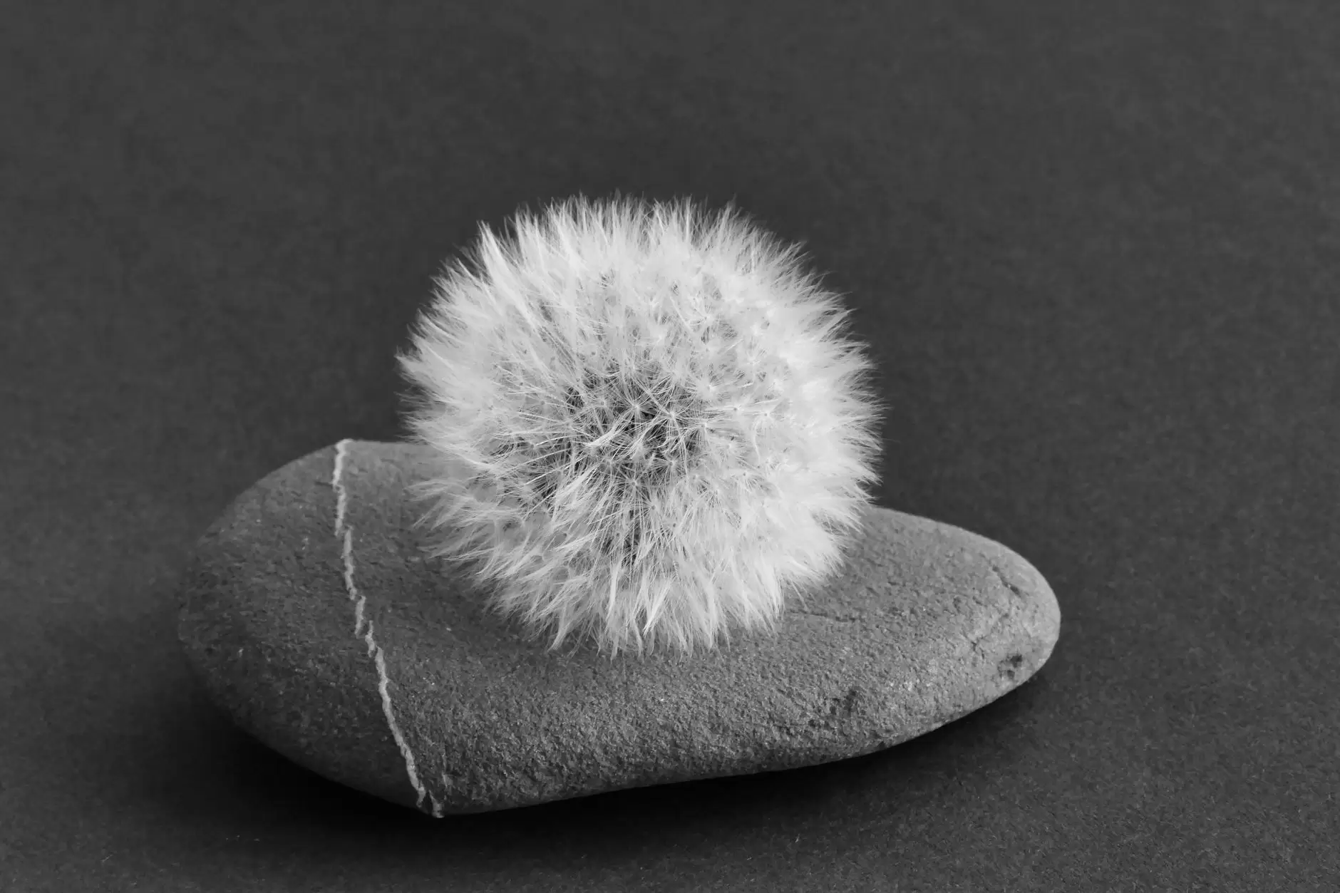 Yin and Yang TCM – Black and white yin yang symbol in nature.